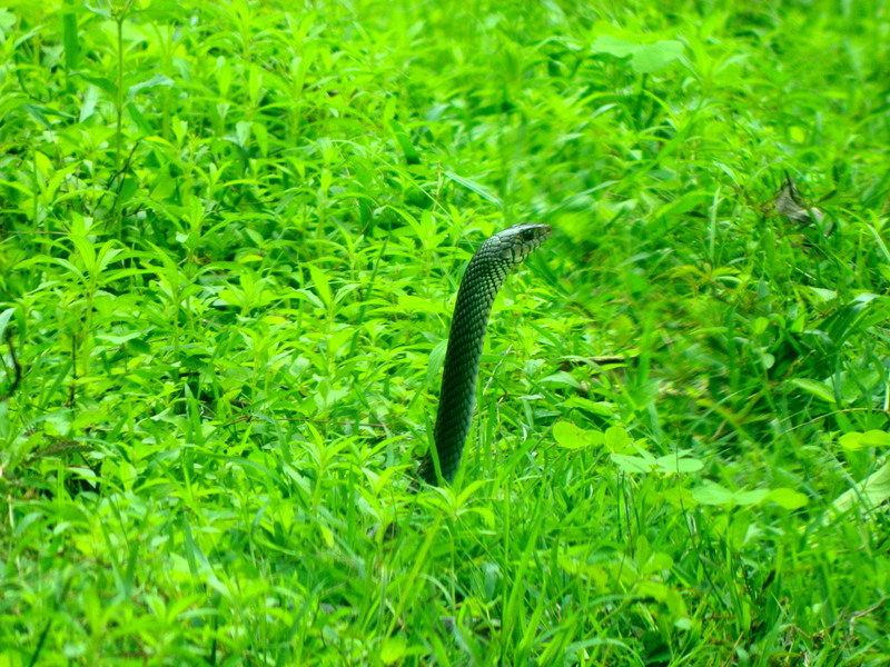 An Indian Cobra.jpg