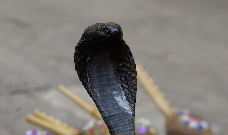 Black Cobra.jpg