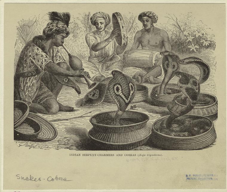 Indian serpent-charmers and cobras (naja tripudians).jpg