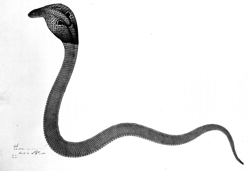 Indian cobra, with 'spectacle' marking on hood. Watercolour Wellcome L0019950.jpg