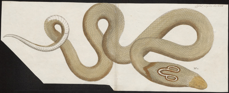 Naja tripudians - 1700-1880 - Print - Iconographia Zoologica - Special Collections University of Amsterdam - UBA01 IZ11800051.jpg