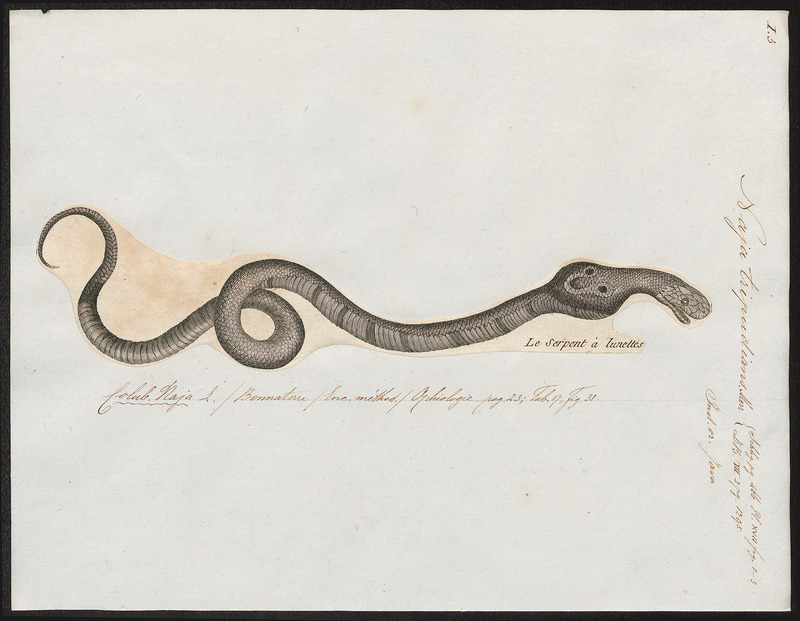 Naja tripudians - 1700-1880 - Print - Iconographia Zoologica - Special Collections University of Amsterdam - UBA01 IZ11800053.jpg