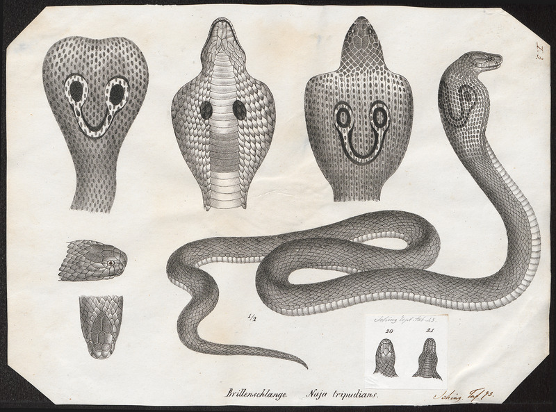 Naja tripudians - 1700-1880 - Print - Iconographia Zoologica - Special Collections University of Amsterdam - UBA01 IZ11800055.jpg