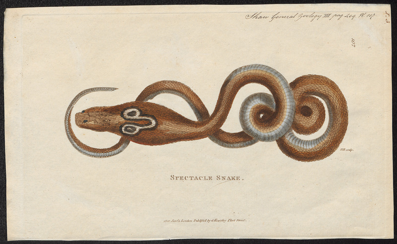 Naja tripudians - 1700-1880 - Print - Iconographia Zoologica - Special Collections University of Amsterdam - UBA01 IZ11800069.jpg