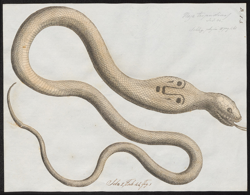 Naja tripudians - 1734-1765 - Print - Iconographia Zoologica - Special Collections University of Amsterdam - UBA01 IZ11800057.jpg
