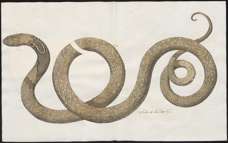 Naja tripudians - 1734-1765 - Print - Iconographia Zoologica - Special Collections University of Amsterdam - UBA01 IZ11800059.jpg