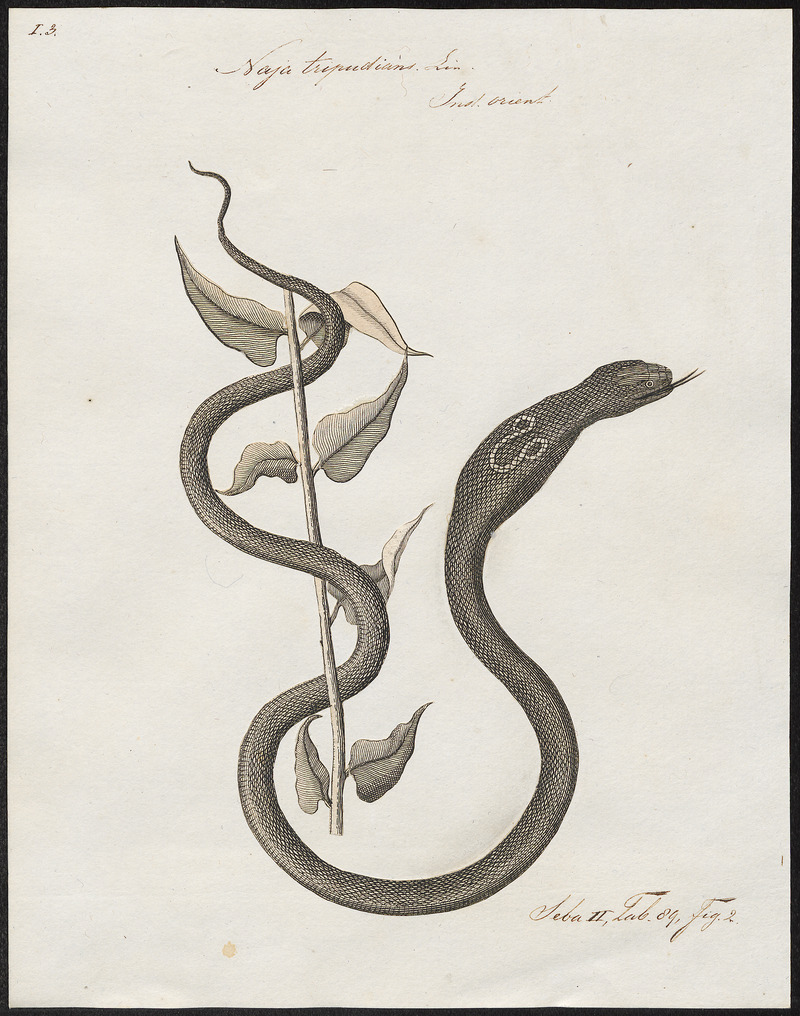 Naja tripudians - 1734-1765 - Print - Iconographia Zoologica - Special Collections University of Amsterdam - UBA01 IZ11800061.jpg