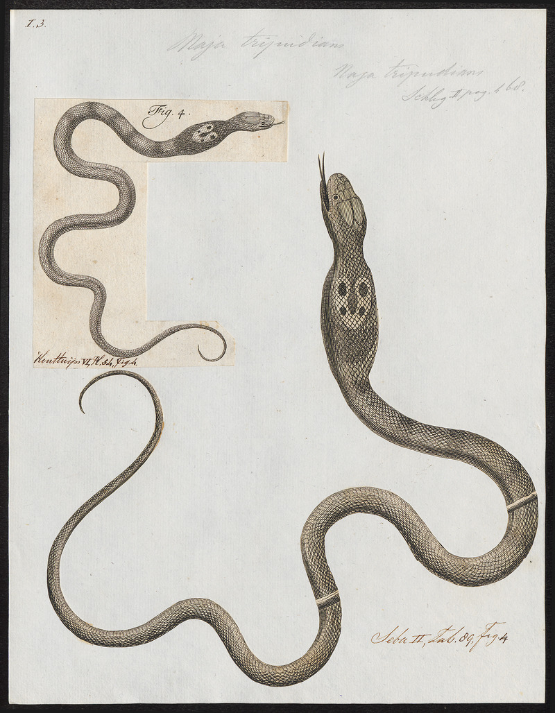 Naja tripudians - 1734-1765 - Print - Iconographia Zoologica - Special Collections University of Amsterdam - UBA01 IZ11800063.jpg
