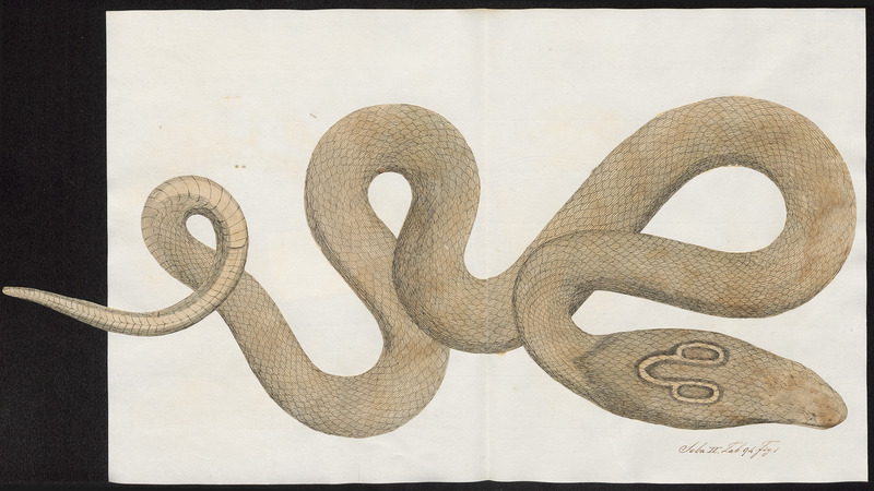 Naja tripudians - 1734-1765 - Print - Iconographia Zoologica - Special Collections University of Amsterdam - UBA01 IZ11800065.jpg