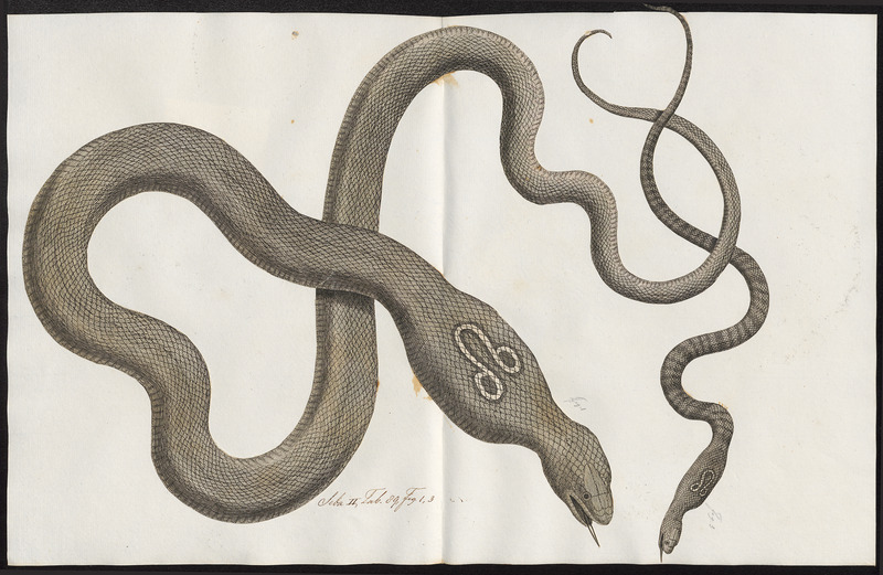 Naja tripudians - 1734-1765 - Print - Iconographia Zoologica - Special Collections University of Amsterdam - UBA01 IZ11800067.jpg