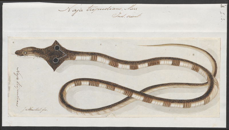 Naja tripudians - 1753-1834 - Print - Iconographia Zoologica - Special Collections University of Amsterdam - UBA01 IZA1000184.jpg