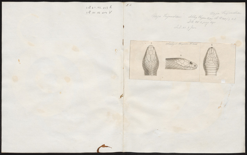 Naja tripudians - kop - 1837 - Print - Iconographia Zoologica - Special Collections University of Amsterdam - UBA01 IZ11800060.jpg