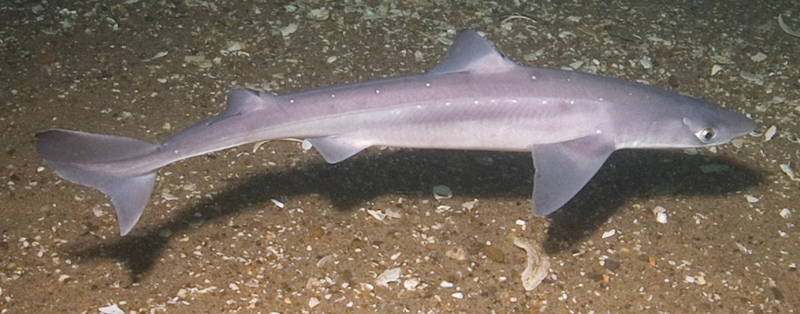 Squalus acanthias stellwagen - spiny dogfish, spurdog, mud shark, piked dogfish (Squalus acanthias).jpg