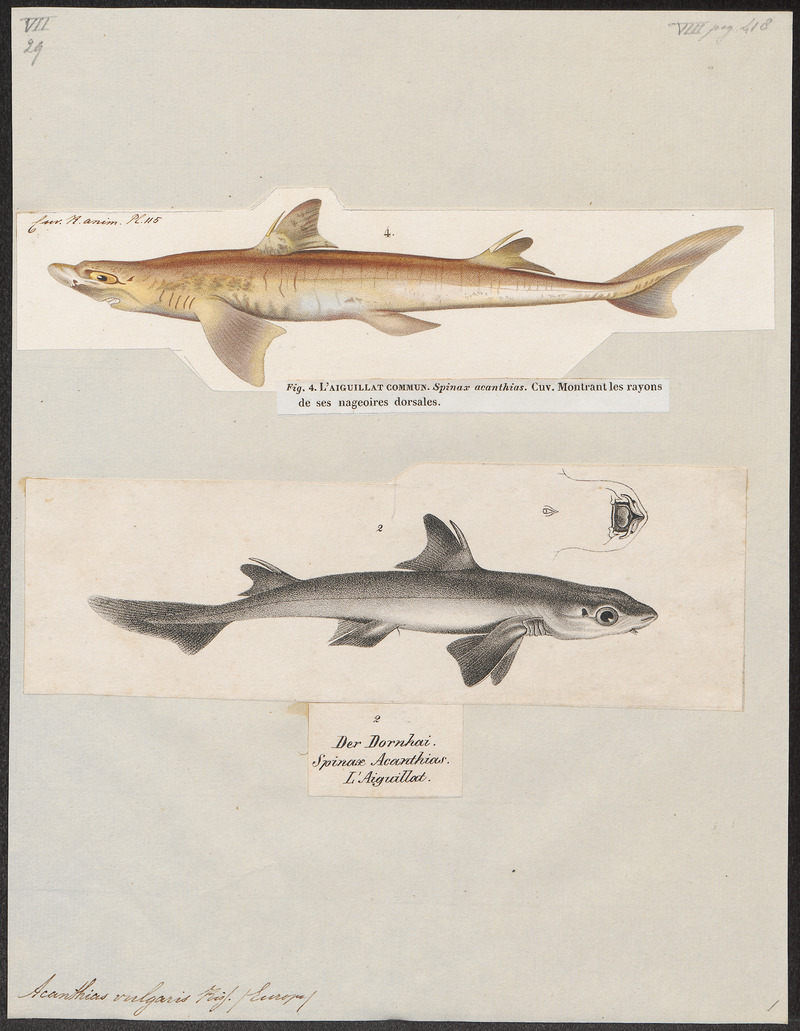 Acanthias vulgaris - 1700-1880 - Print - Iconographia Zoologica - Special Collections University of Amsterdam - UBA01 IZ14100147.jpg