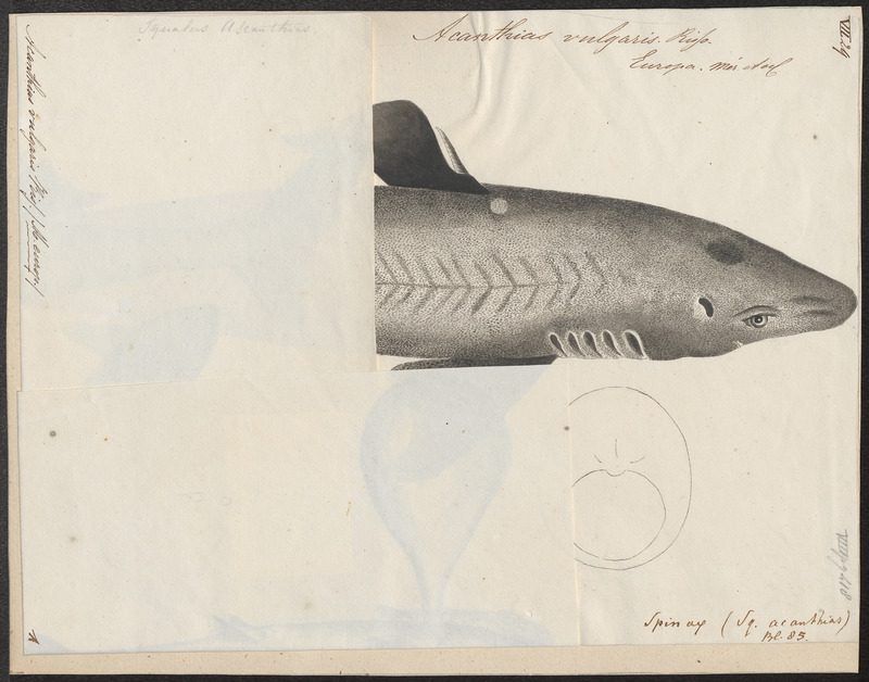 Acanthias vulgaris - 1700-1880 - Print - Iconographia Zoologica - Special Collections University of Amsterdam - UBA01 IZ14100143.jpg