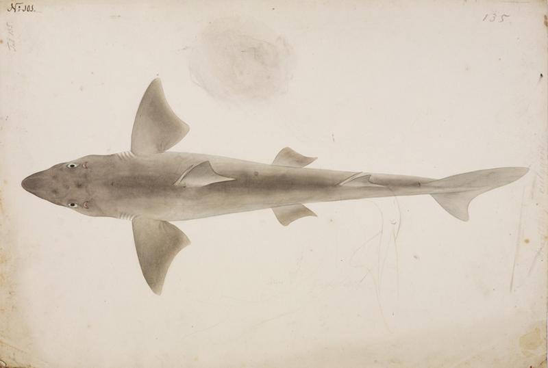 Naturalis Biodiversity Center - RMNH.ART.46 - Squalus fernandinus Molina - Kawahara Keiga - 1823 - 1829 - Siebold Collection - pencil drawing - water colour.jpeg