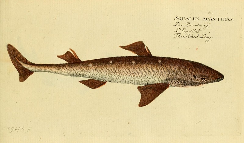 Ichthyologie; ou, Histoire naturelle des poissons (Plate 85) (7064438761).jpg