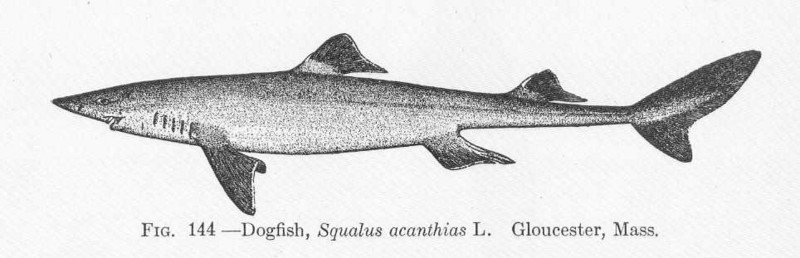FMIB 51681 Dogfish, Squalus acanthias L Gloucester.jpeg