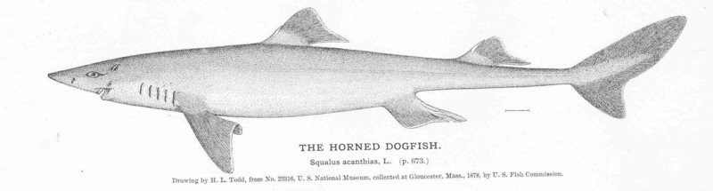 FMIB 51157 Horned Dogfish.jpeg