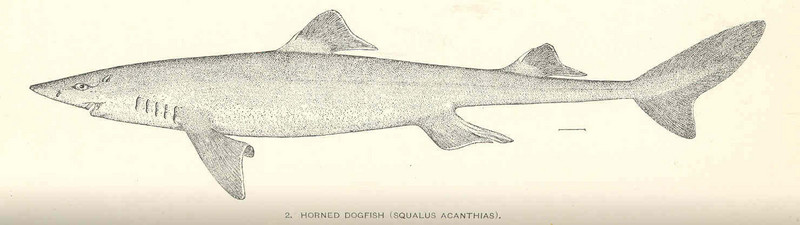 FMIB 37726 Horned Dogfish (Squalus acanthias).jpeg
