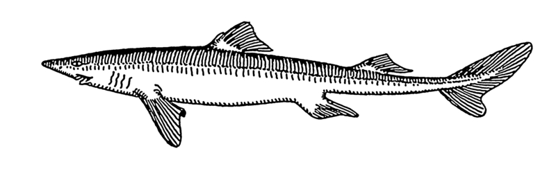 Dogfish (PSF).png