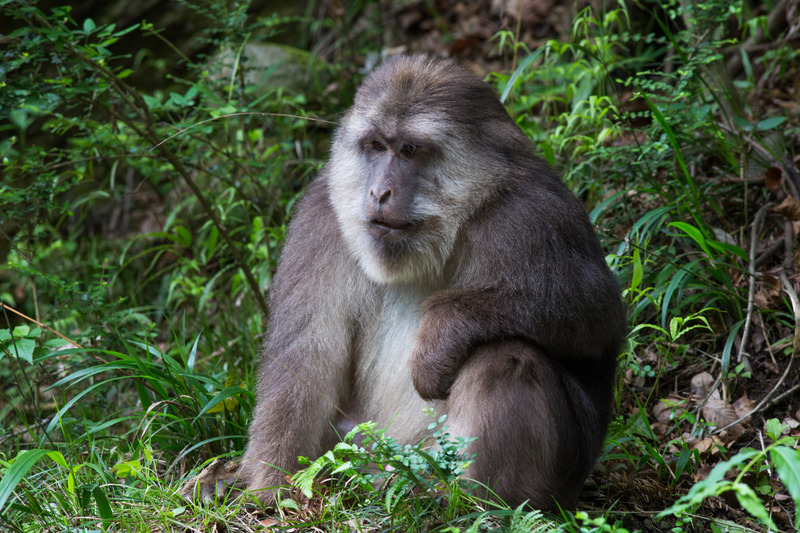 Male Tibetan Macaque - Tibetan macaque (Macaca thibetana).jpg