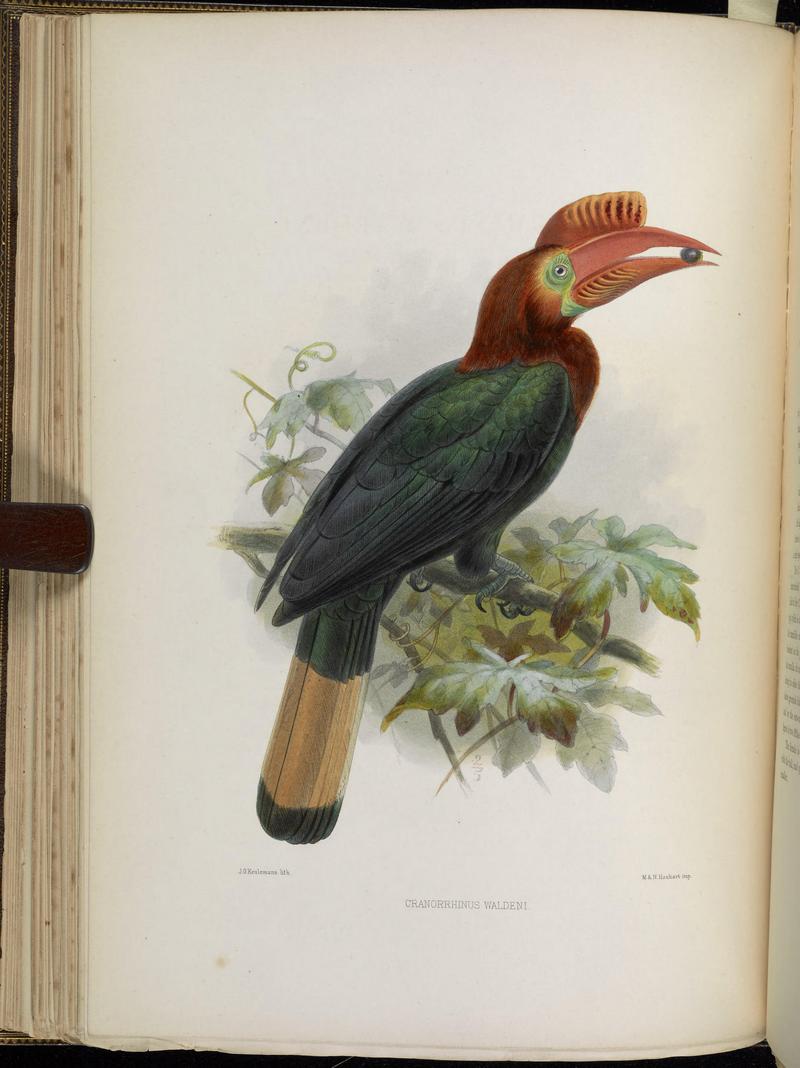 A monograph of the Bucerotidæ, or family of the hornbills (Plate XVIII) BHL38534581.jpg
