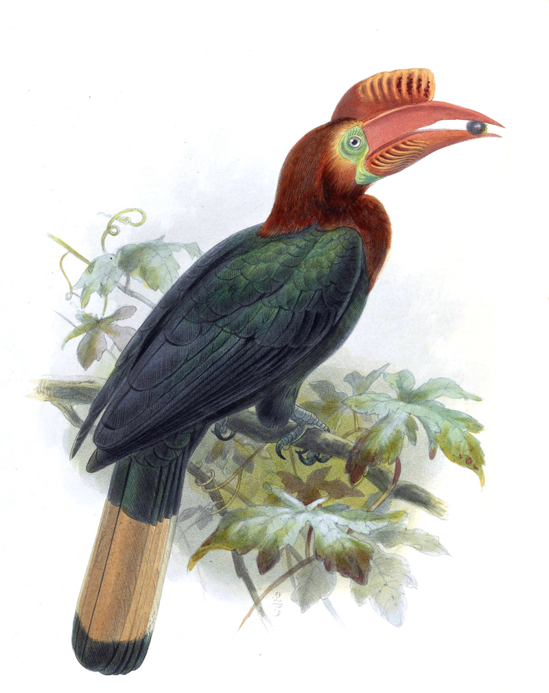 A monograph of the Bucerotidæ, or family of the hornbills (Plate XVIII) BHL38534581 (cropped).jpg