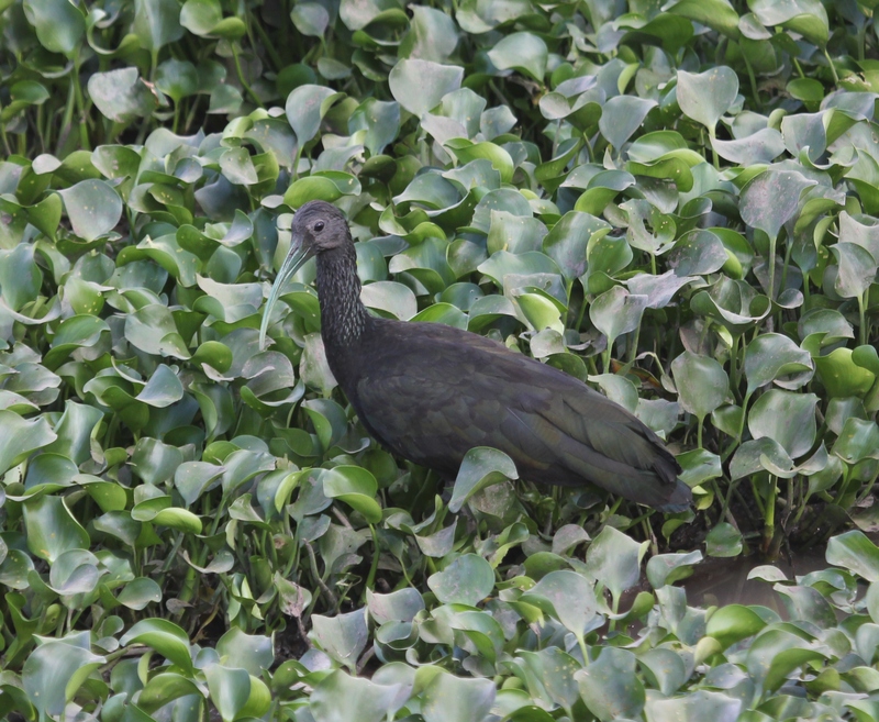 Mesembrinibis cayennensis Pantanal - green ibis.jpg