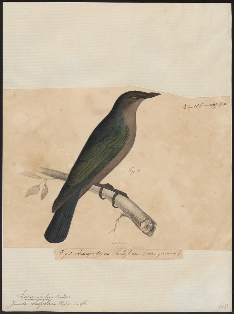 Juida chalybaea - 1835 - Print - Iconographia Zoologica - Special Collections University of Amsterdam - UBA01 IZ15800135.jpg