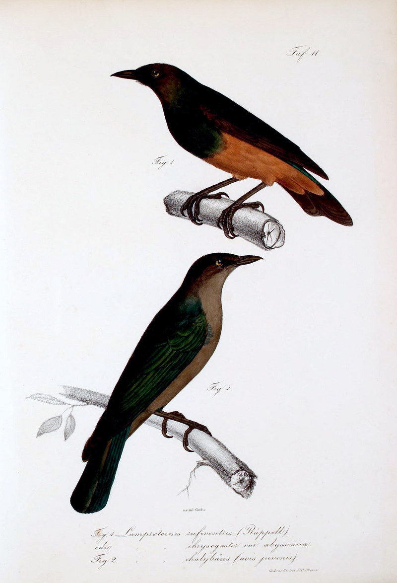 Neue Wirbelthiere zu der Fauna von Abyssinien gehörig (1835) Lamprotornis sp & Lamprotornis chalybaeus.png
