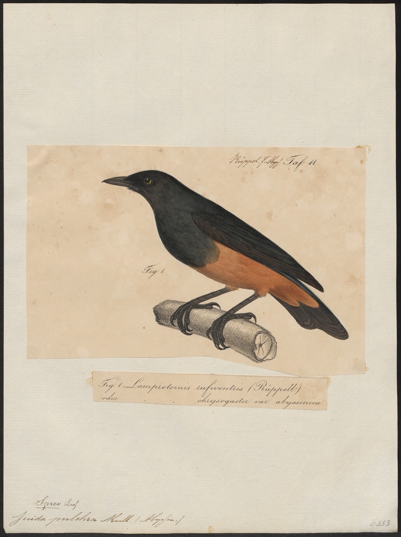 Juida pulchra - 1835 - Print - Iconographia Zoologica - Special Collections University of Amsterdam - UBA01 IZ15800145.jpg