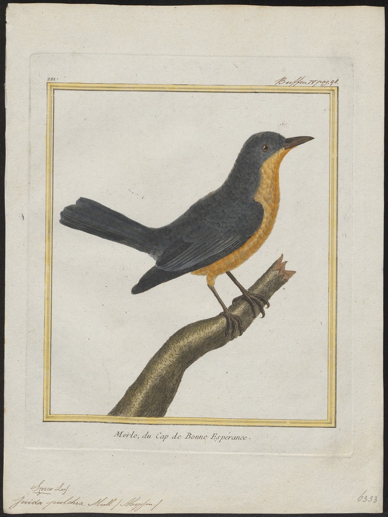 Juida pulchra - 1700-1880 - Print - Iconographia Zoologica - Special Collections University of Amsterdam - UBA01 IZ15800143.jpg
