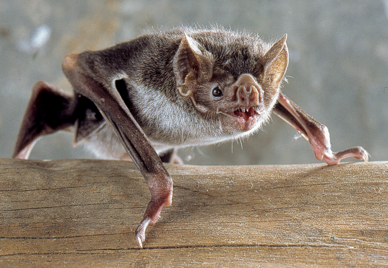 Desmo-boden - common vampire bat (Desmodus rotundus).jpg