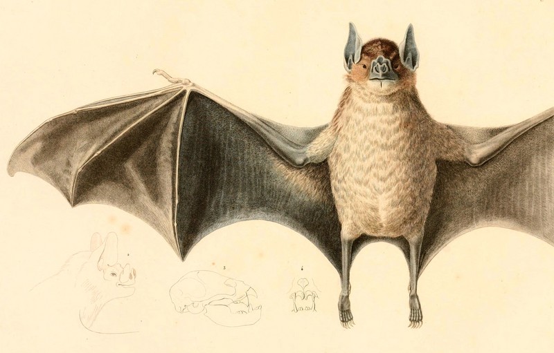 Desmodus rotundus 1847.jpg