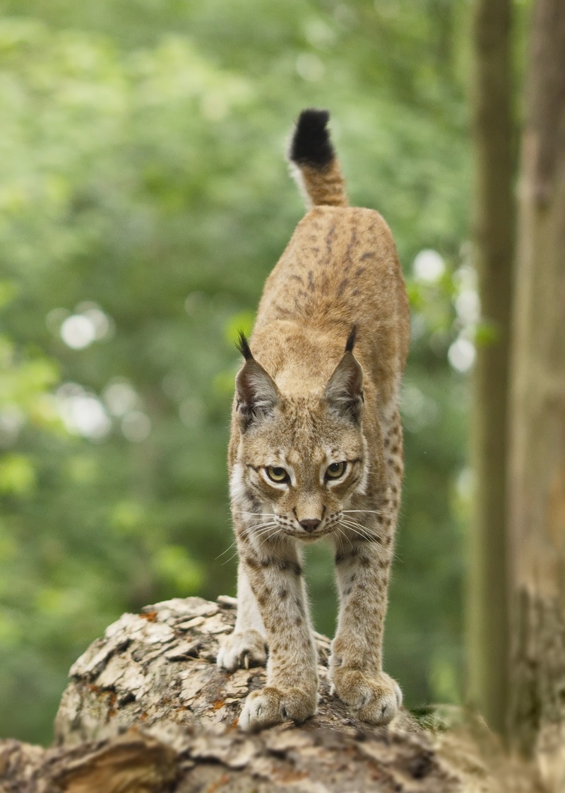 Han.Lynx.2 - Eurasian lynx (Lynx lynx).jpg