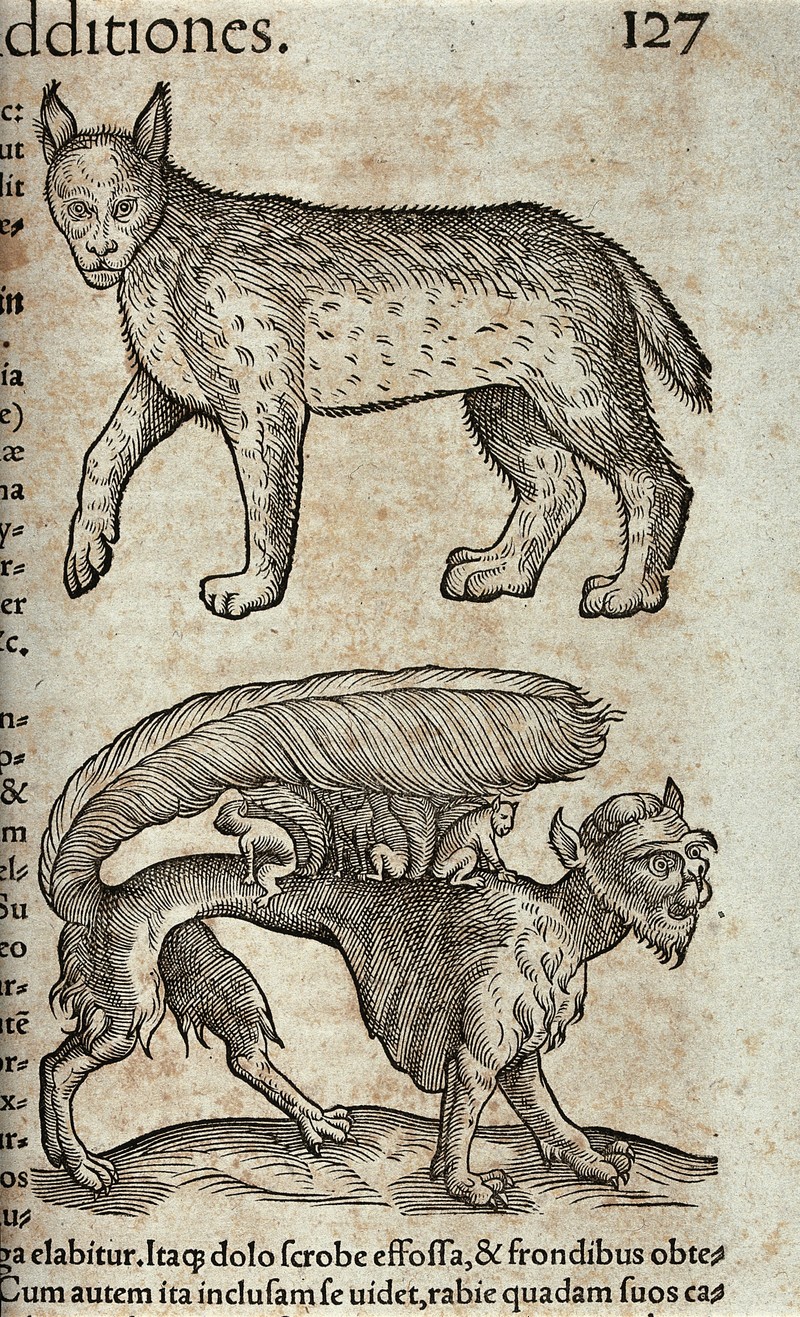 Above, a lynx; below, a beast with a feathery tail carrying Wellcome V0021200.jpg