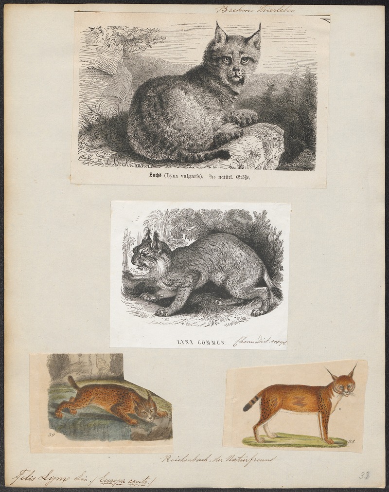 Felis lynx - 1700-1880 - Print - Iconographia Zoologica - Special Collections University of Amsterdam - UBA01 IZ22100346.jpg