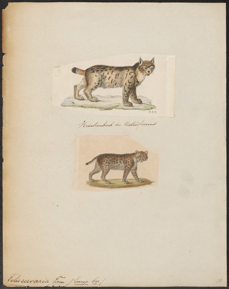 Felis cervaria - 1700-1880 - Print - Iconographia Zoologica - Special Collections University of Amsterdam - UBA01 IZ22100342.jpg