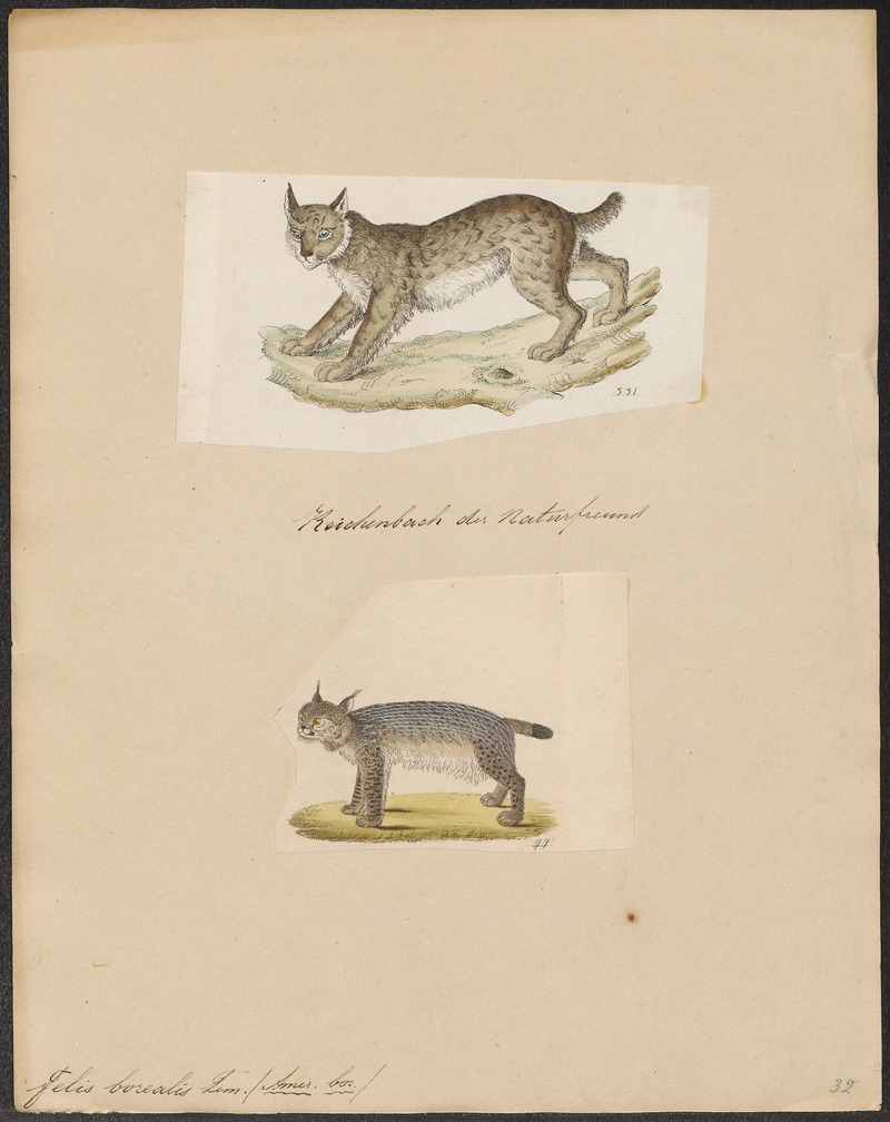 Felis borealis - 1700-1880 - Print - Iconographia Zoologica - Special Collections University of Amsterdam - UBA01 IZ22100344.jpg