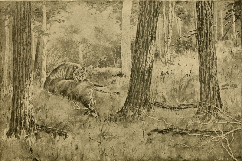The big game of North America. Its habits, habitats, haunts, and characteristics; how, when, and where to hunt it (1890) (14775562363).jpg