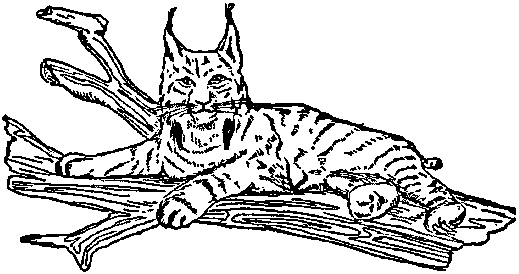 Collier's Lynx.png