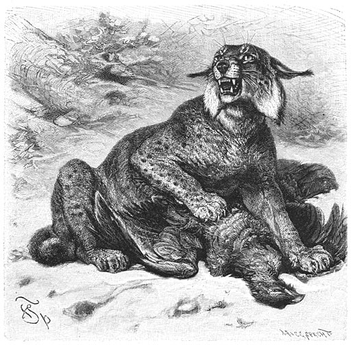 Brehms Het Leven der Dieren Zoogdieren Orde 4 Los (Lynx vulgaris).jpg