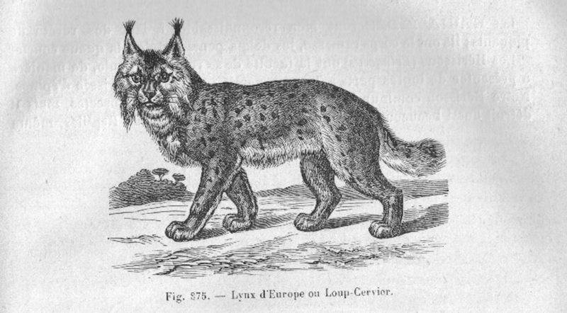 Lynx.Raillet.1895.MeyerCh.jpg