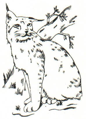 Lynx lynx dessin.jpg