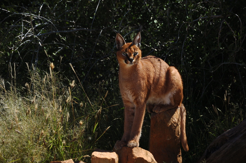 Karakal namibia - caracal lynx.jpg