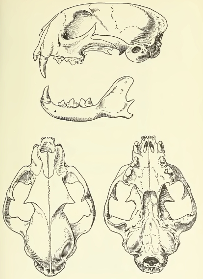 MSU V2P2 - Felis caracal michaelis skull.png