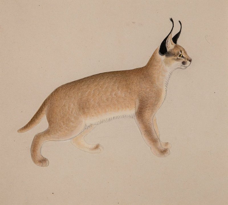 'Lynx' by Gottfried Mind, 1800-1814, watercolor.jpg
