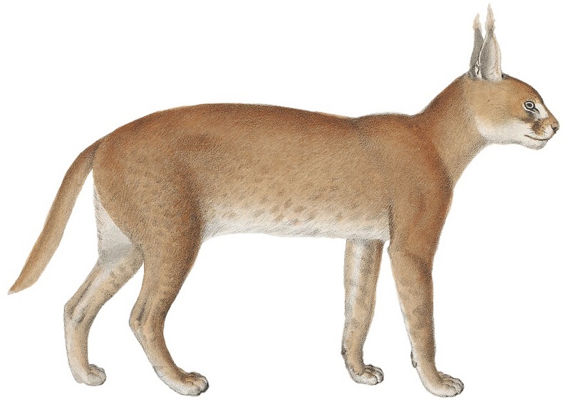 Felis caracal - 1818-1842 - Print - Iconographia Zoologica - Special Collections University of Amsterdam -(White Background).jpg