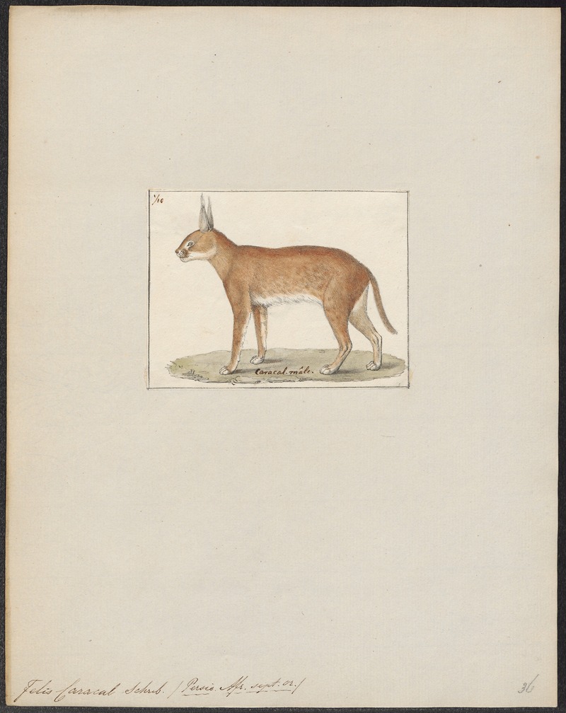 Felis caracal - 1700-1880 - Print - Iconographia Zoologica - Special Collections University of Amsterdam - UBA01 IZ22100354.jpg